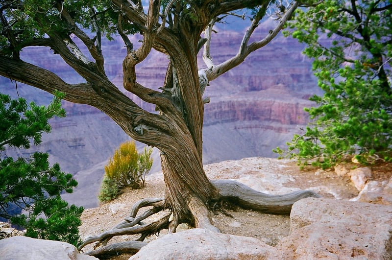 Havasu Falls in the Grand Canyon